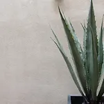 Palace Modern Hotel At The Plaza - Corner Suite 7